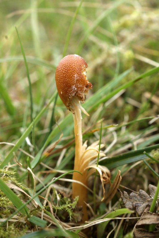 Ophiocordyceps gracilisPhotographer:  David Mitchel