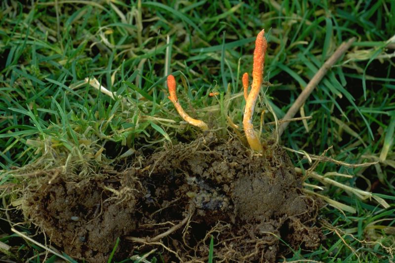 Cordyceps militarisPhotographer:  David Mitchel