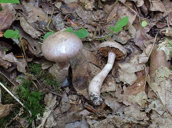 Cortinarius alboviolaceusPhotographer:  David Mitchel