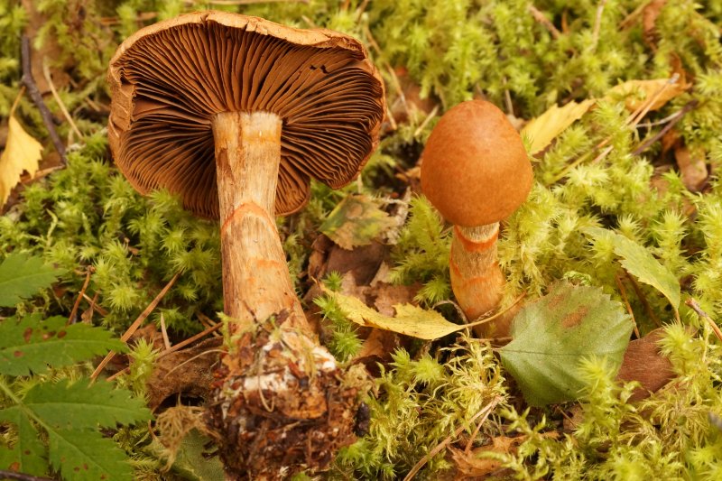 Cortinarius armillatusPhotographer:  David Mitchel