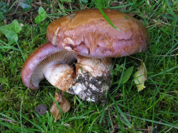 Cortinarius balteatocumatilisPhotographer:  Mark Wright