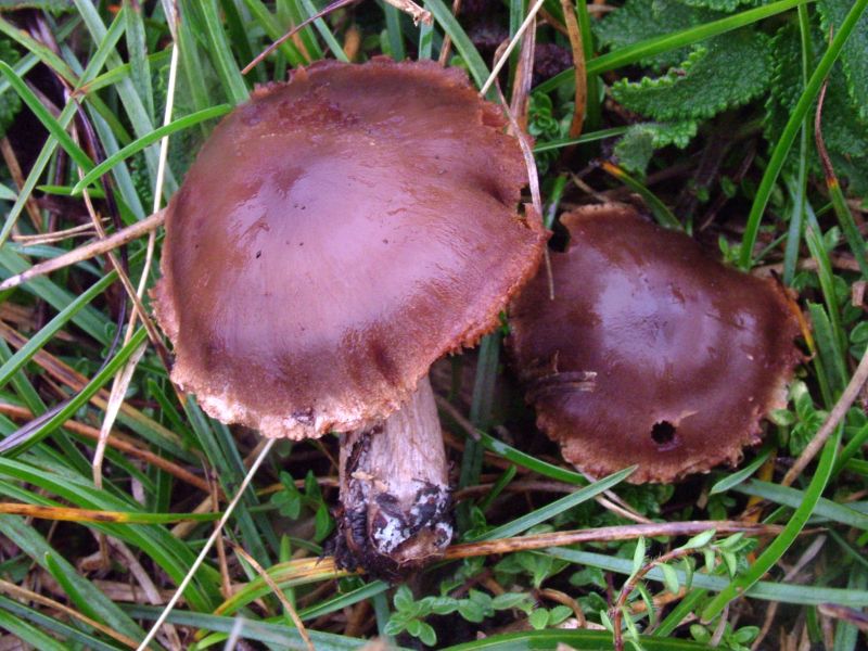 Cortinarius brunneus var. brunneusPhotographer:  David Mitchel