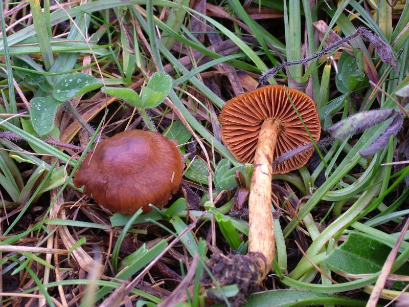 Cortinarius cinnamomeusPhotographer:  David Mitchel