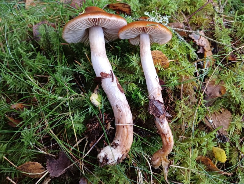 Cortinarius collinitusPhotographer:  David Mitchel