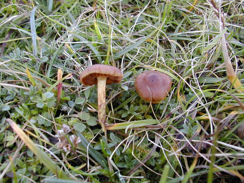 Cortinarius croceusPhotographer:  David Mitchel