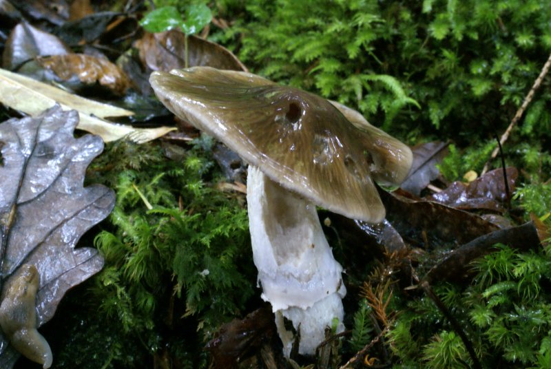 Cortinarius elatiorPhotographer:  David Mitchel