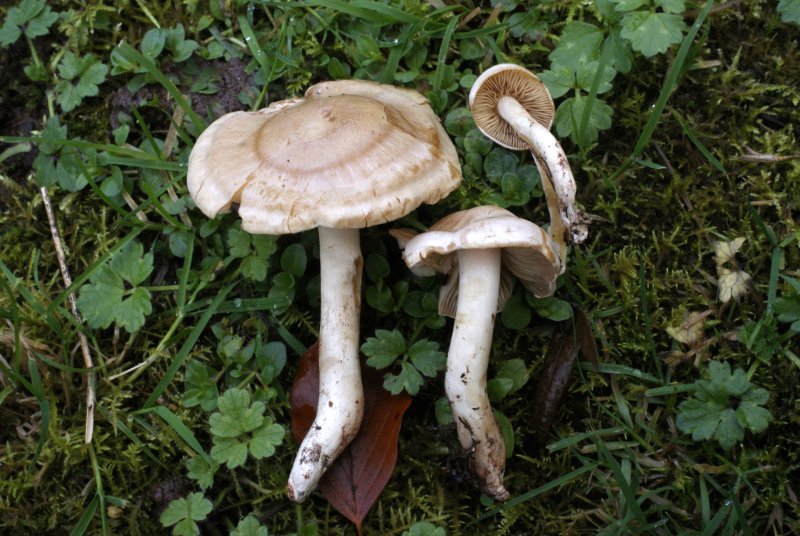 Cortinarius leucoluteolusPhotographer:  David Mitchel