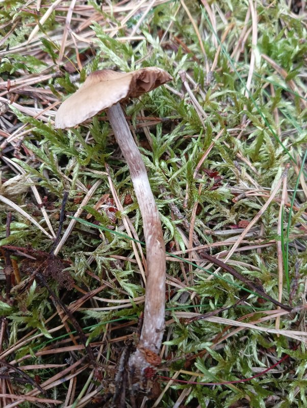 Cortinarius flabellusPhotographer:  David Mitchel