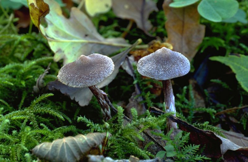 Cortinarius flexipes var. flexipesPhotographer:  Mark Wright