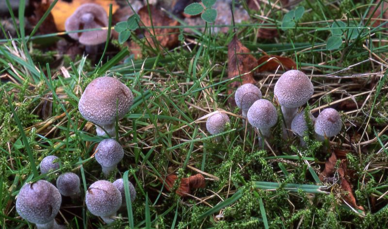 Cortinarius hemitrichusPhotographer:  David Mitchel