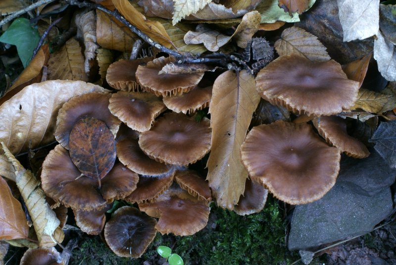 Cortinarius hinnuleusPhotographer:  David Mitchel