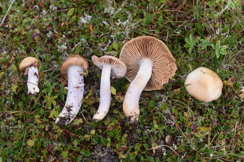 Cortinarius integerrimusPhotographer:  David Mitchel