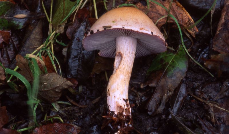 Cortinarius largusPhotographer:  David Mitchel