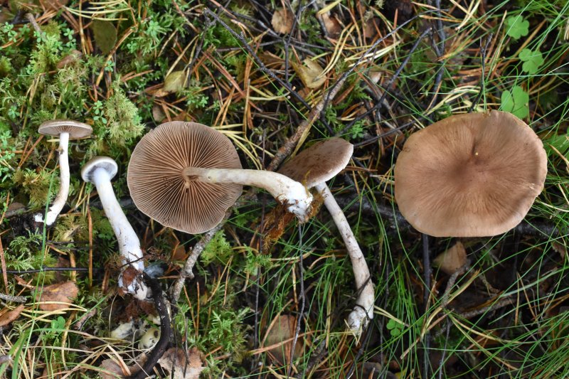 Cortinarius lepidopusPhotographer: � David Mitchel