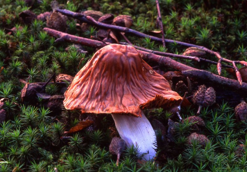 Cortinarius livido-ochraceusPhotographer:  David Mitchel