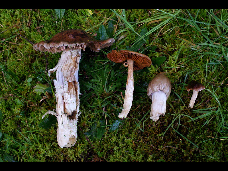 Cortinarius mucifluusPhotographer:  David Mitchel