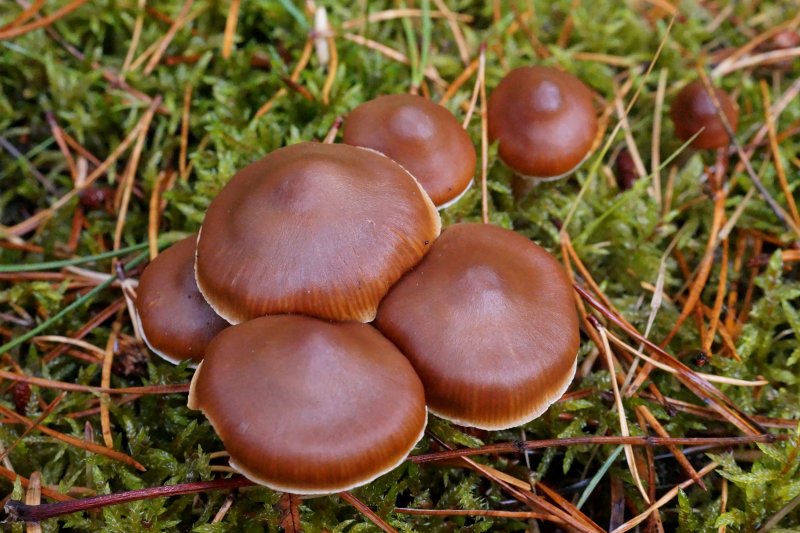 Cortinarius obtususPhotographer:  David Mitchel