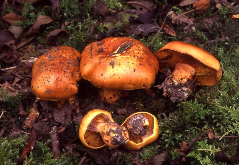 Cortinarius olearioidesPhotographer:  David Mitchel