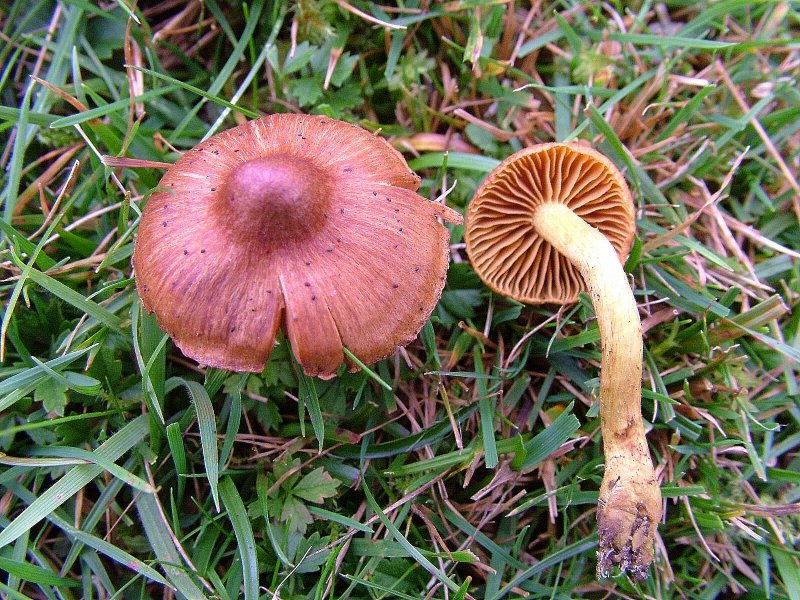 Cortinarius pratensisPhotographer: � David Mitchel