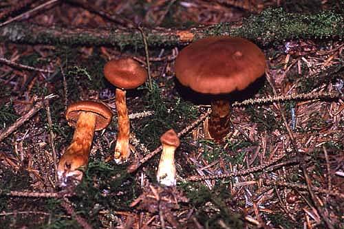 Cortinarius rubellusPhotographer:  David Mitchel