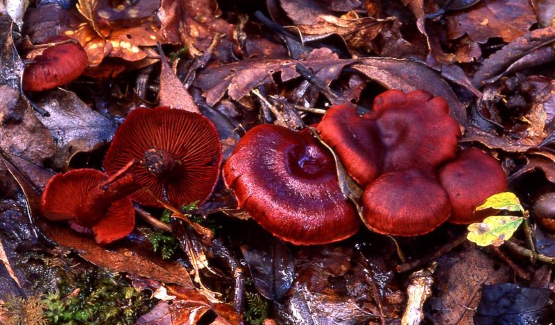 Cortinarius sanguineusPhotographer:  David Mitchel