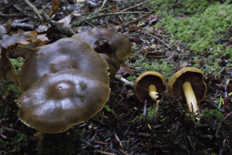 Cortinarius semisanguineusPhotographer:  David Mitchel