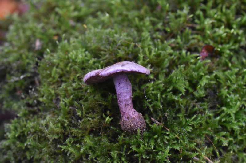 Cortinarius subporphyropusPhotographer:  David Mitchel