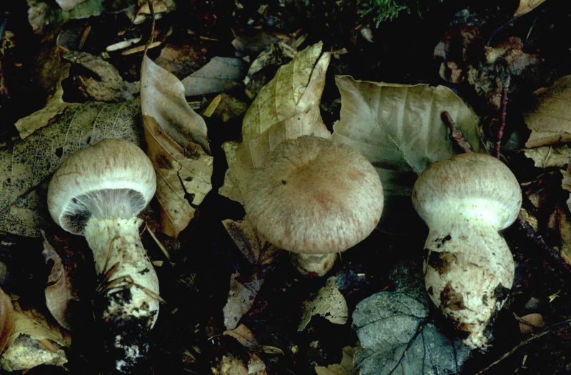 Cortinarius torvusPhotographer:  David Mitchel