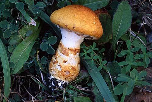 Cortinarius triumphansPhotographer:  David Mitchel