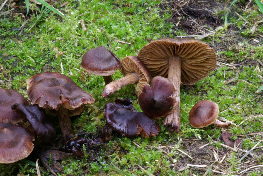 Cortinarius umbrinolensPhotographer:  Mark Wright