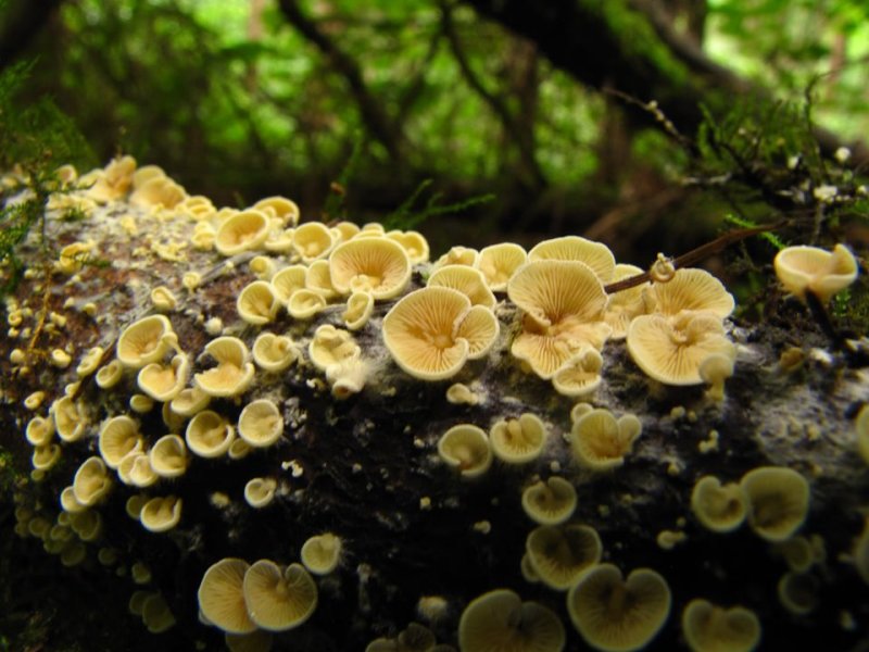 Crepidotus carpaticusPhotographer:  Debbie Nelson