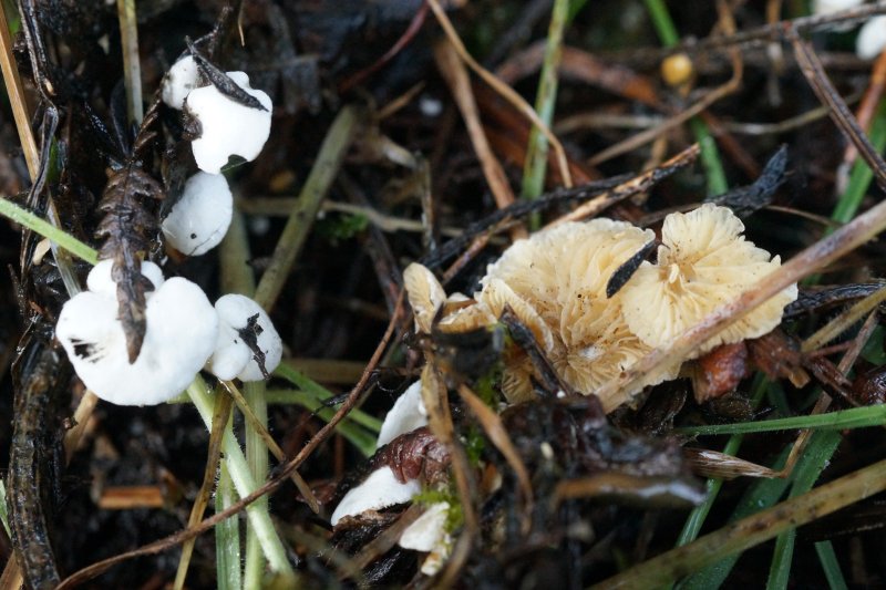 Crepidotus epibryusPhotographer:  David Mitchel