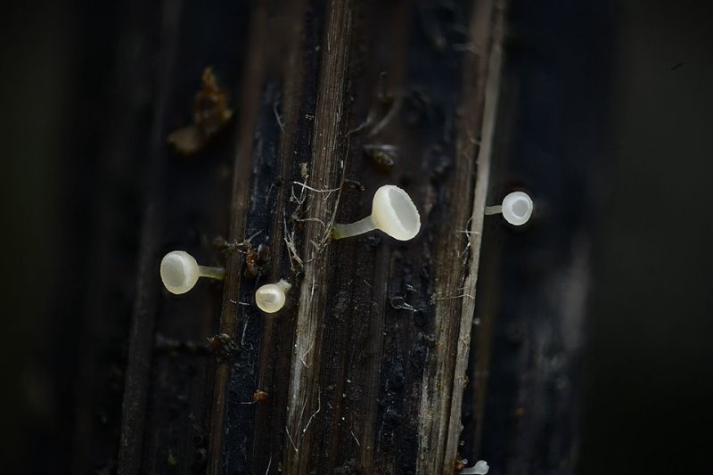 Crocicreas cyathoideum var. cyathoideumPhotographer:  Roy Anderson