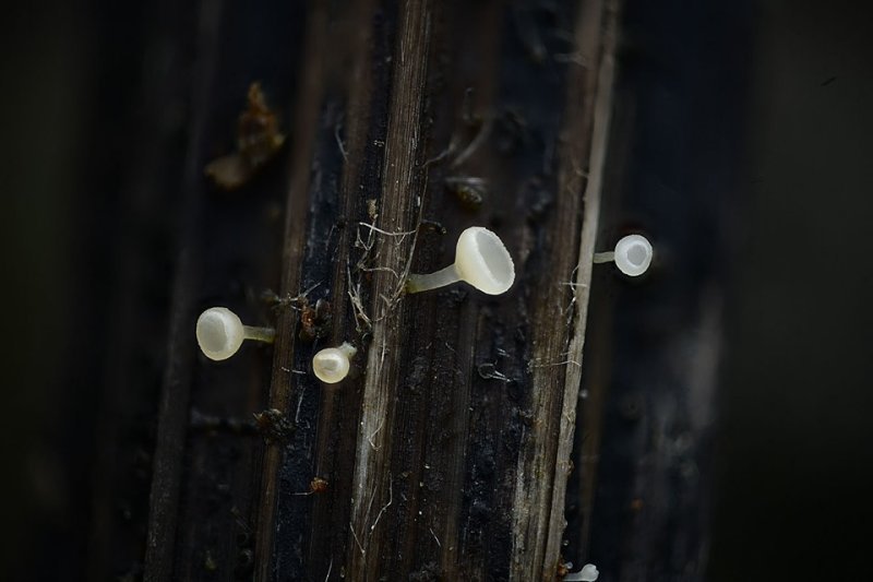 Cyathicula cyathoideaPhotographer:  Roy Anderson
