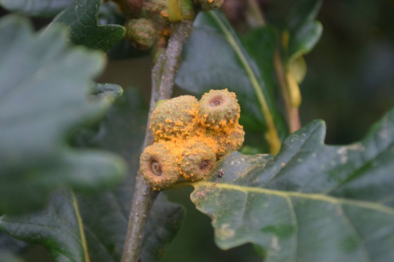 Cronartium quercuumPhotographer:  Dave Craig