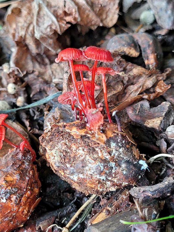 Cruentomycena viscidocruentaPhotographer:  Debbie Nelson