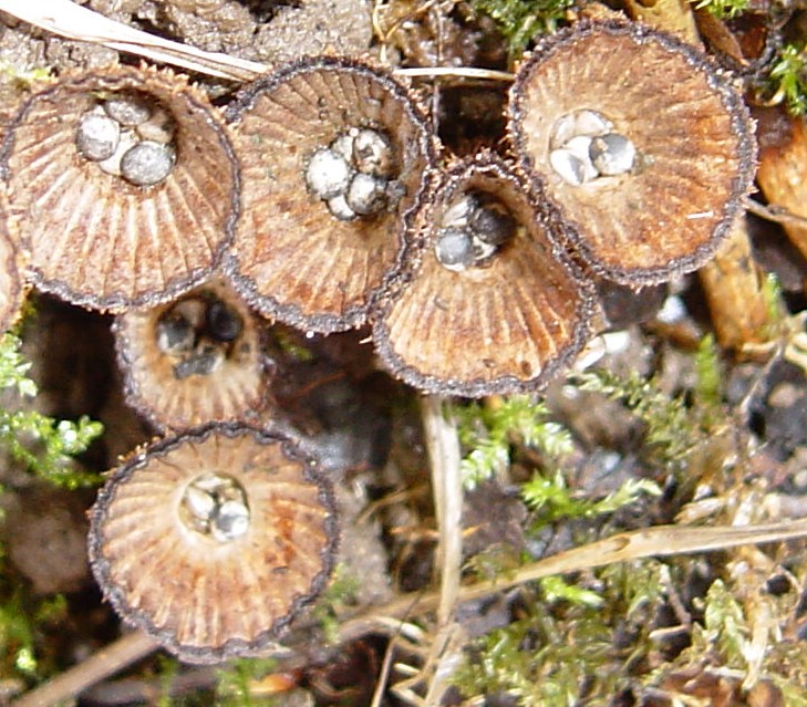 Cyathus striatusPhotographer:  Rudi Goosens