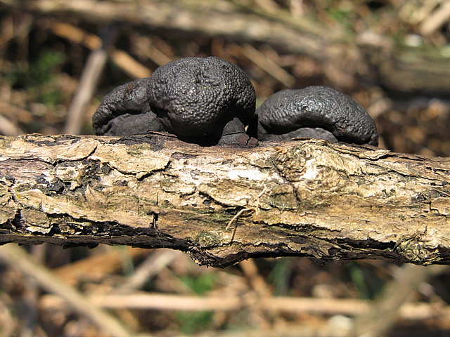 Daldinia vernicosaPhotographer:  John McClean