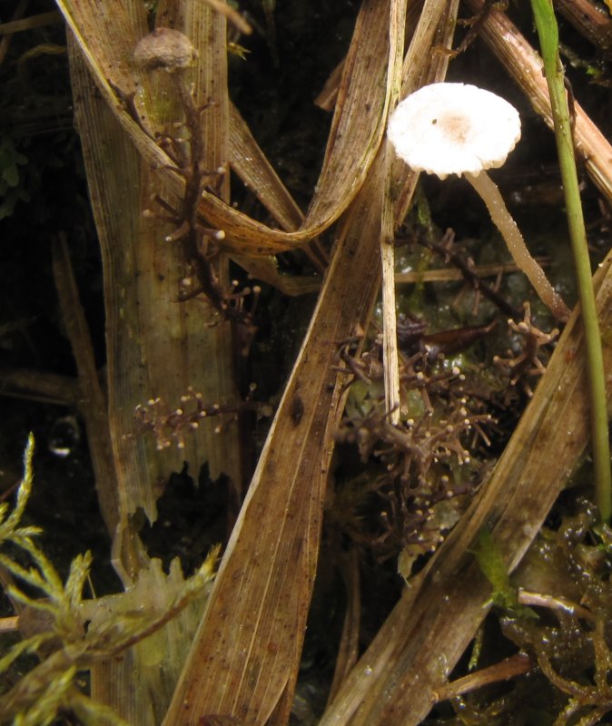 Dendrocollybia racemosaPhotographer:  Debbie Nelson