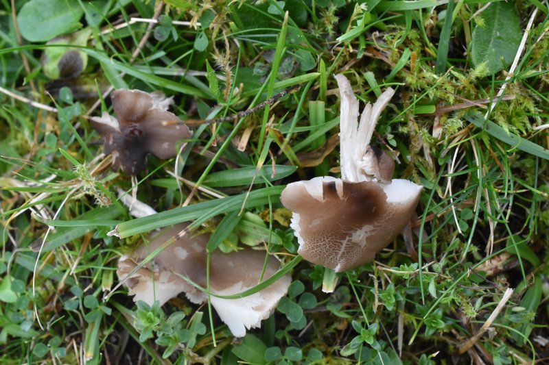 Dermoloma fuscobrunneumPhotographer:  David Mitchel