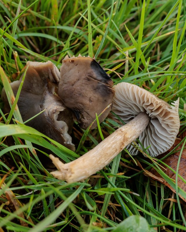 Dermoloma magicumPhotographer: © Robert Cobain