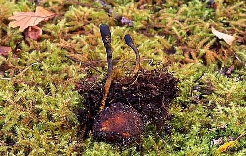 Elaphomyces muricatusPhotographer:  David Mitchel