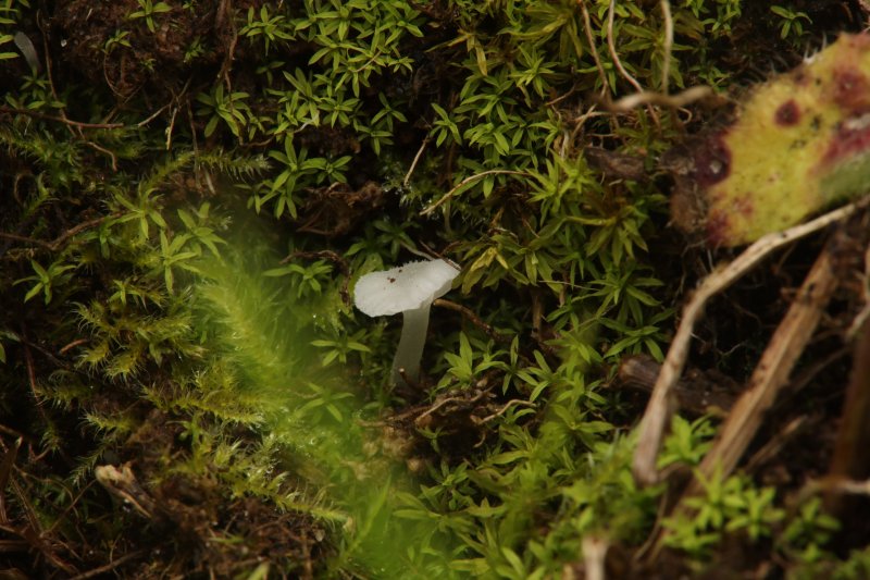 Entoloma albostriatumPhotographer: � Debbie Nelson