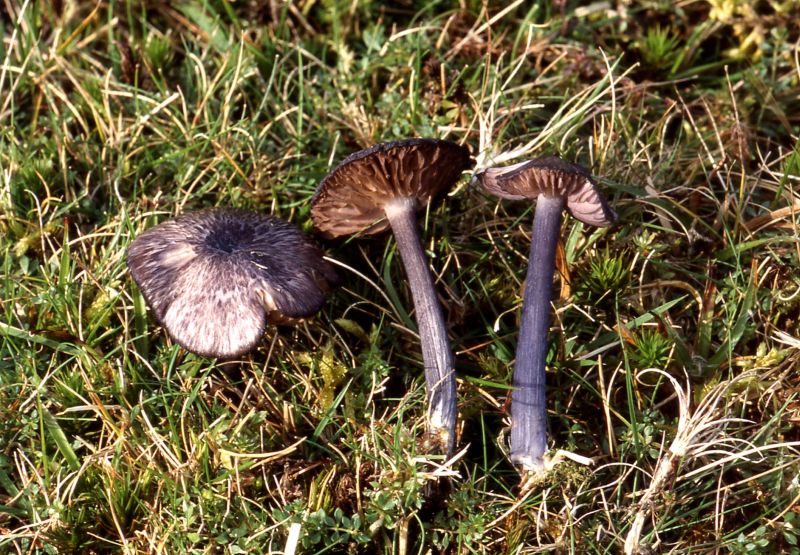 Entoloma anatinumPhotographer:  David Mitchel