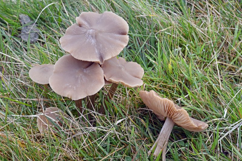 Entoloma argillaceumPhotographer: � Roy Anderson