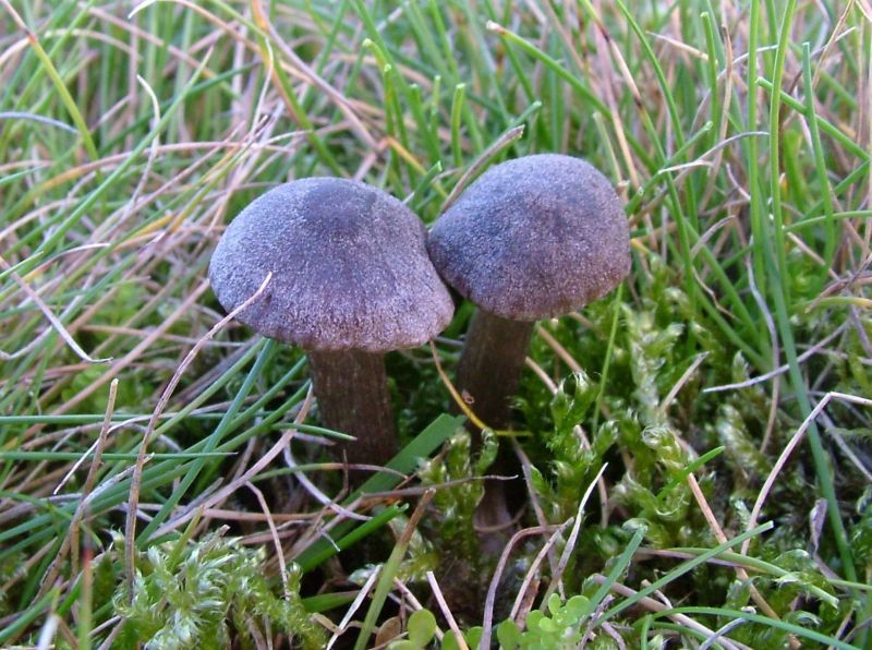 Entoloma atrocoeruleumPhotographer:  David Mitchel