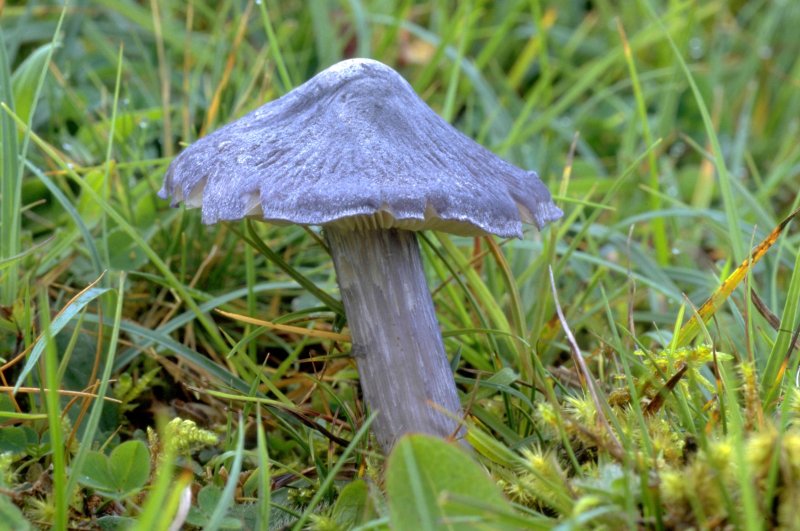 Entoloma bloxamii s. lat.Photographer:  Mark Wright