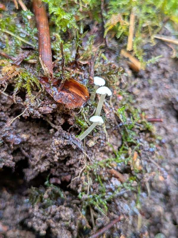 Entoloma cephalotrichumPhotographer: � Chris Stretch
