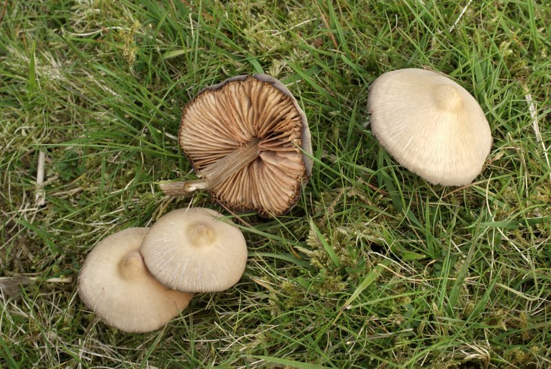 Entoloma clypeatum f. clypeatumPhotographer:  David Mitchel