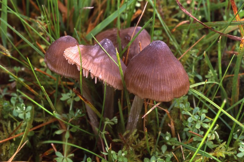 Entoloma conferendum var. conferendumPhotographer:  David Mitchel